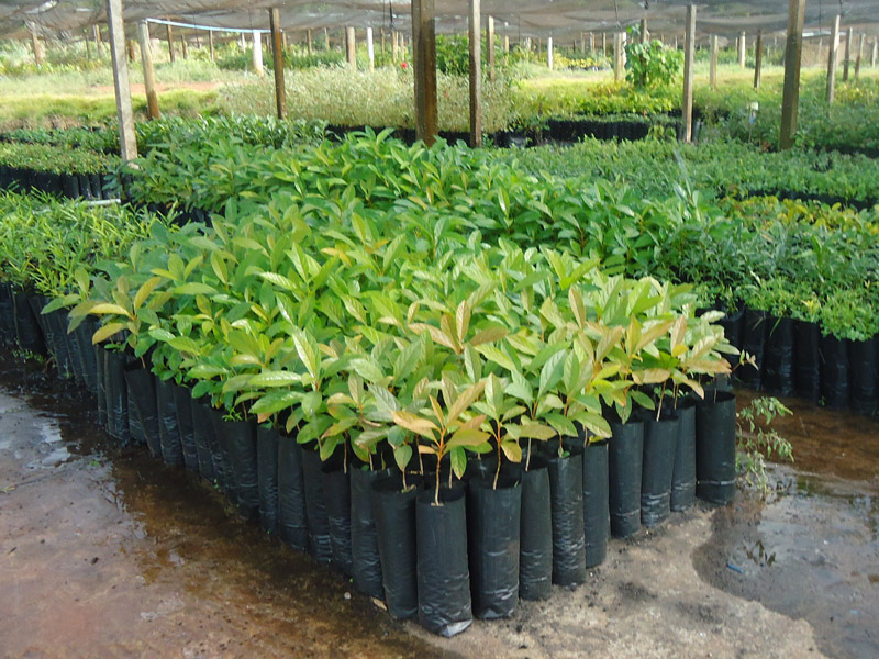 mudas de arvores nativas