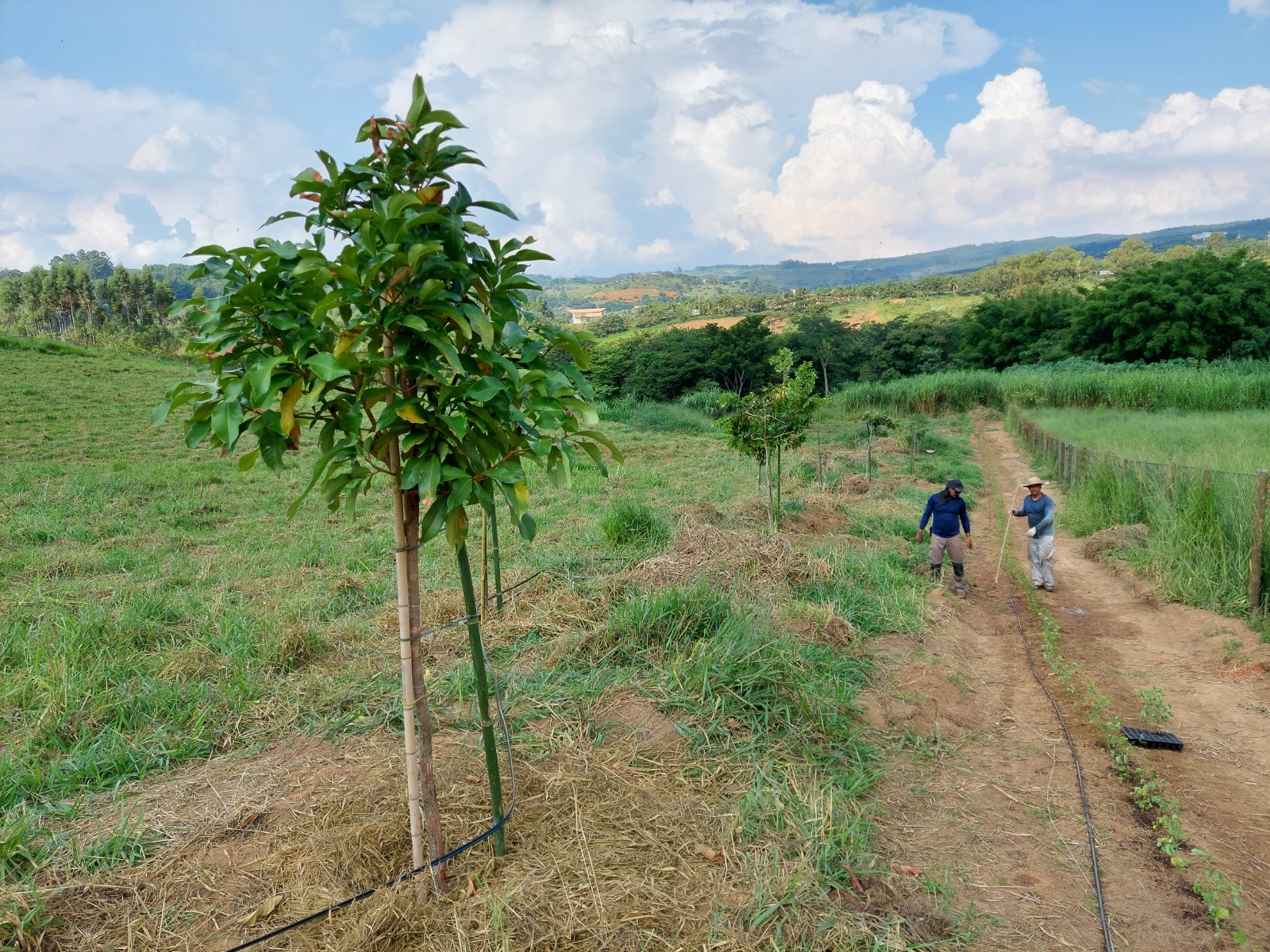 melhores mudas de arvores nativas para plantar em casa