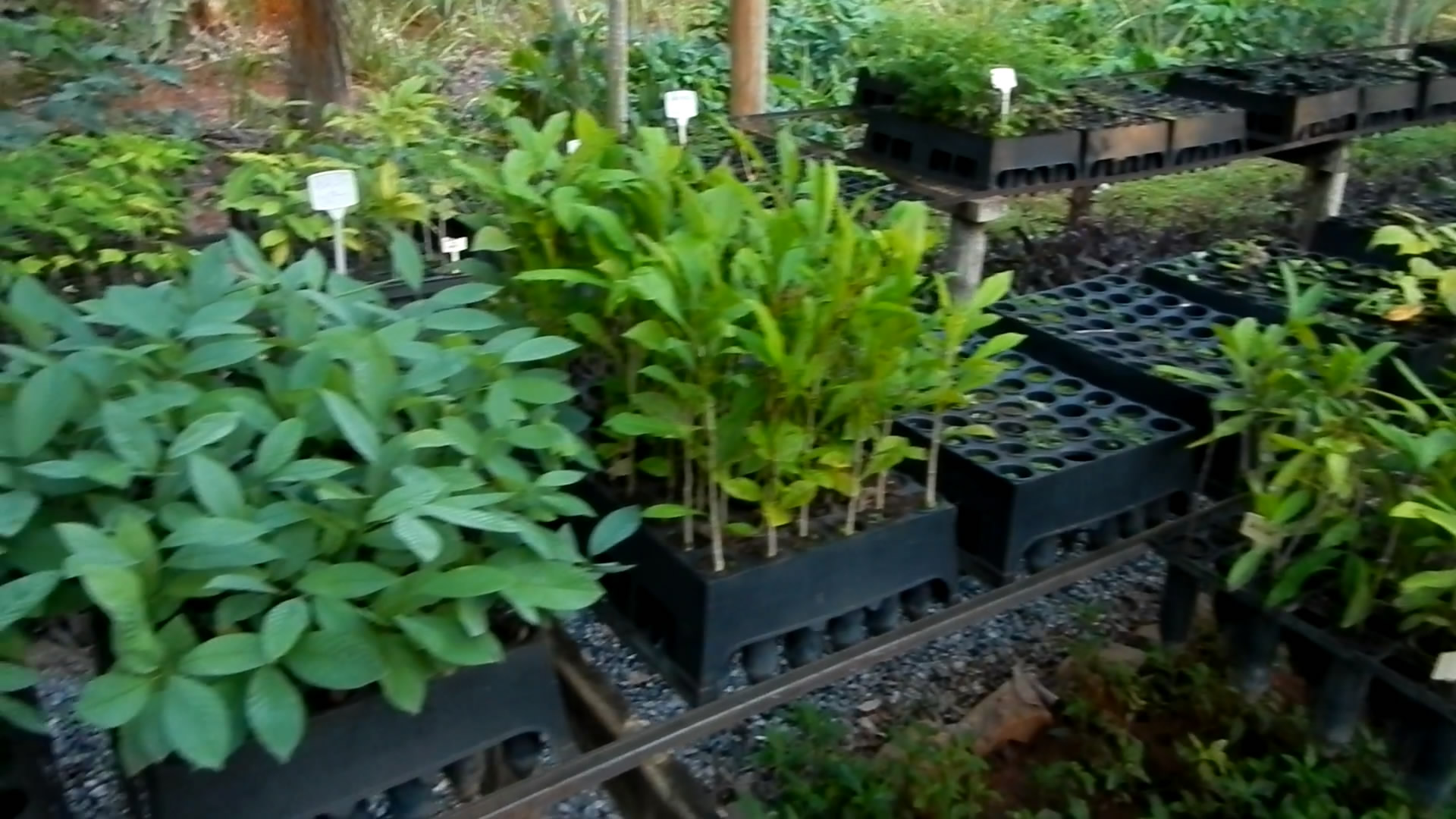 erros comuns ao comprar mudas de arvores nativas