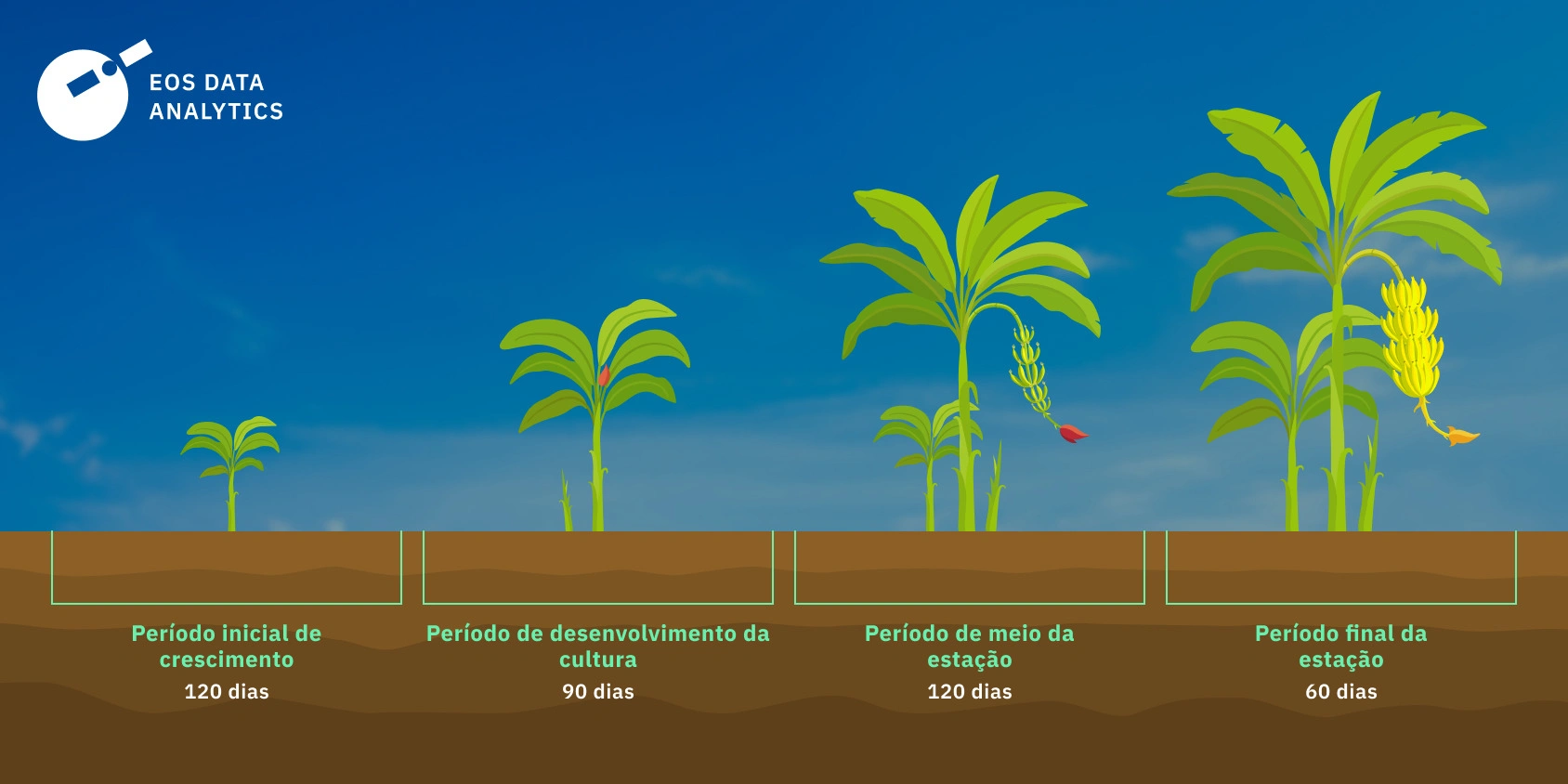 custo mudas de bananeira certificadas