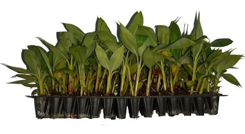 como escolher muda de bananeira chifrinho