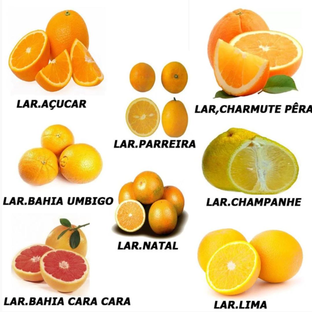 5 ideias de títulos:
1. Guia Completo: Descubra os 10 Tipos de Laranja Mais Populares no Brasil
2. Laranja Pêra vs. Laranja Lima: Qual a Melhor para o Seu Dia?
3. O Poder da Laranja Sanguínea: Benefícios e Usos Culinários
4. Laranja para Bebês e Idosos: A Escolha Ideal é a Laranja Lima?
5. Da Colheita à Indústria: As Variedades de Laranja Essenciais para Sucos