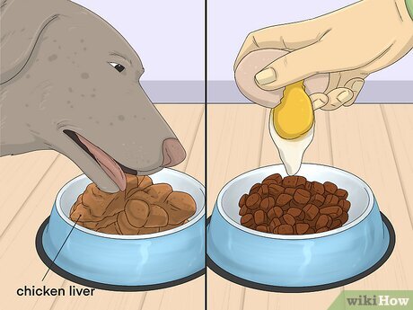 melhores rações para cachorro engordar