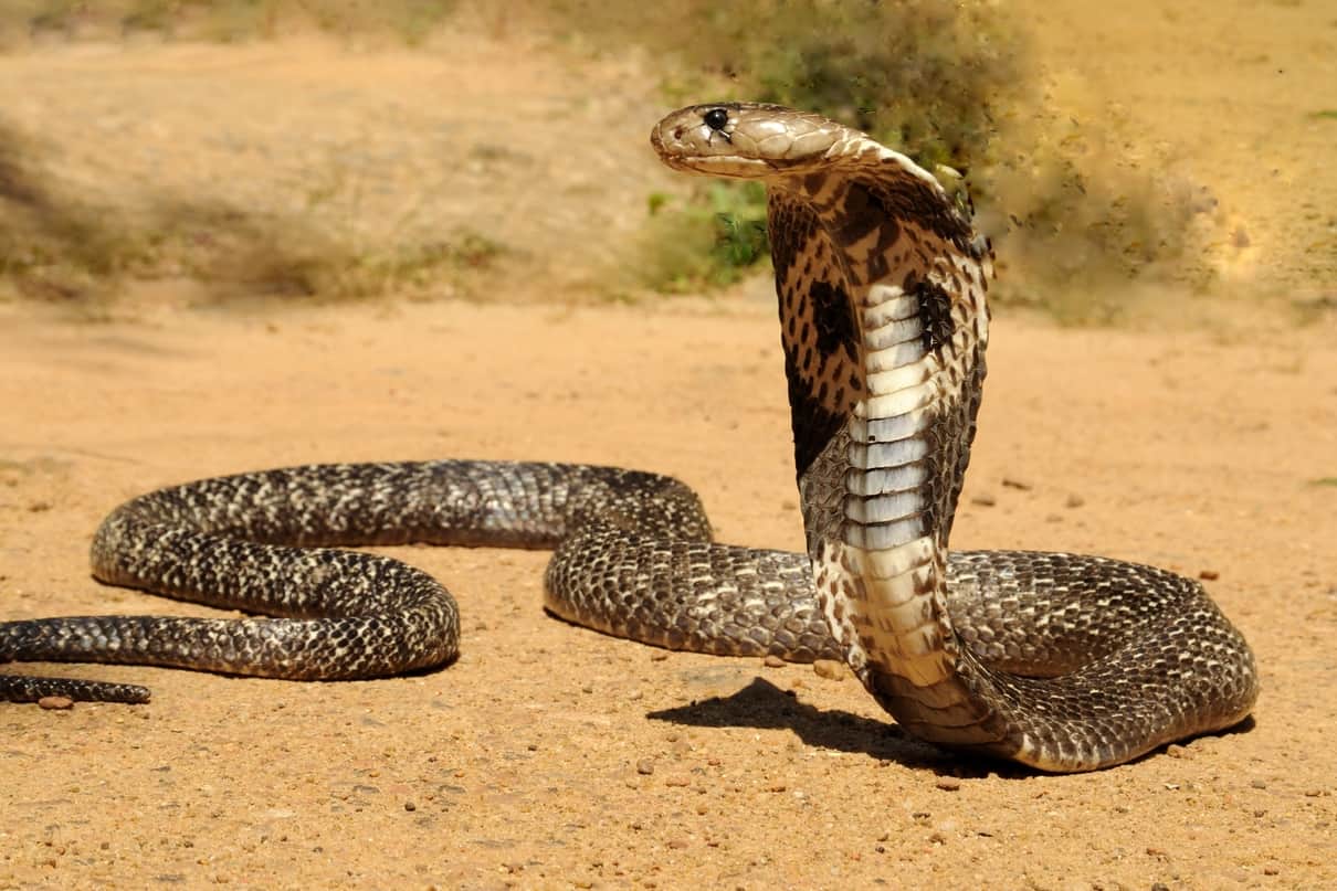 sonhar com cobra parada