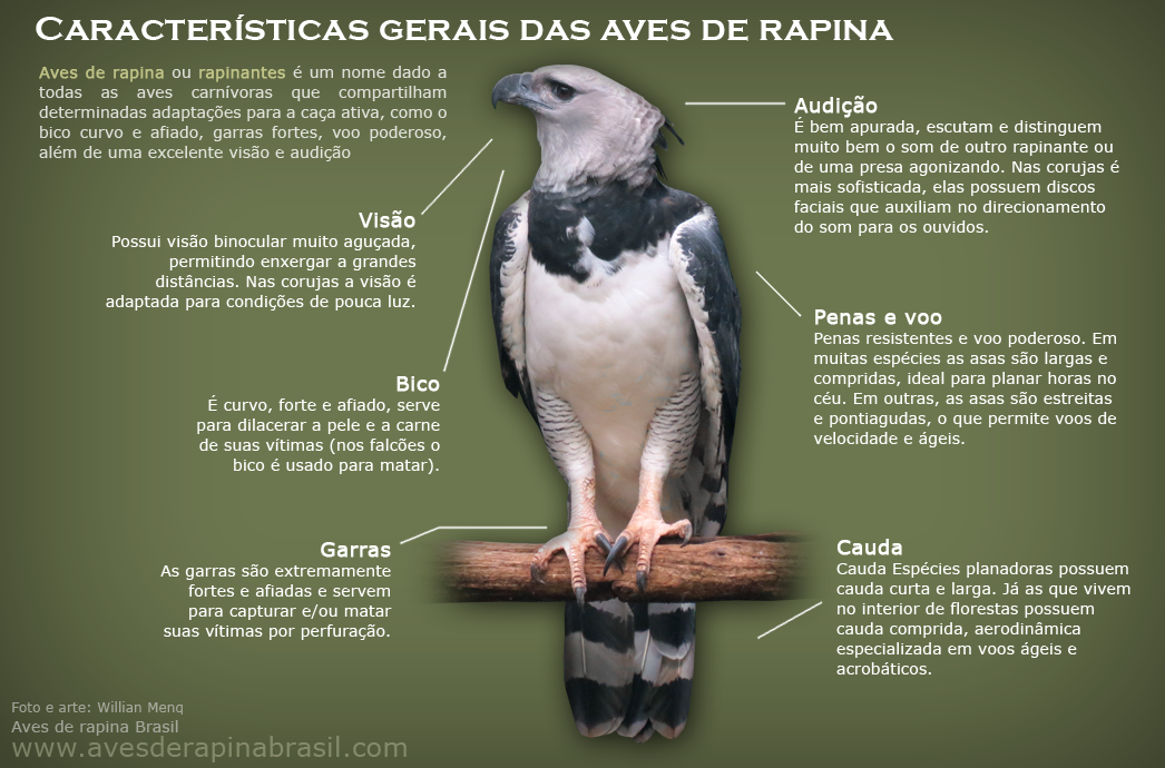o que são aves de rapina