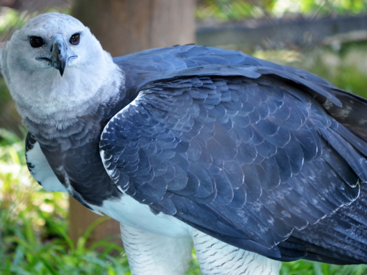 tipos de aves de rapina