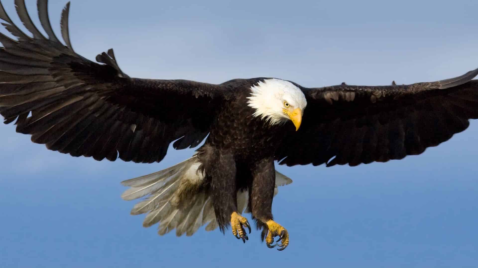 aves de rapina no Brasil