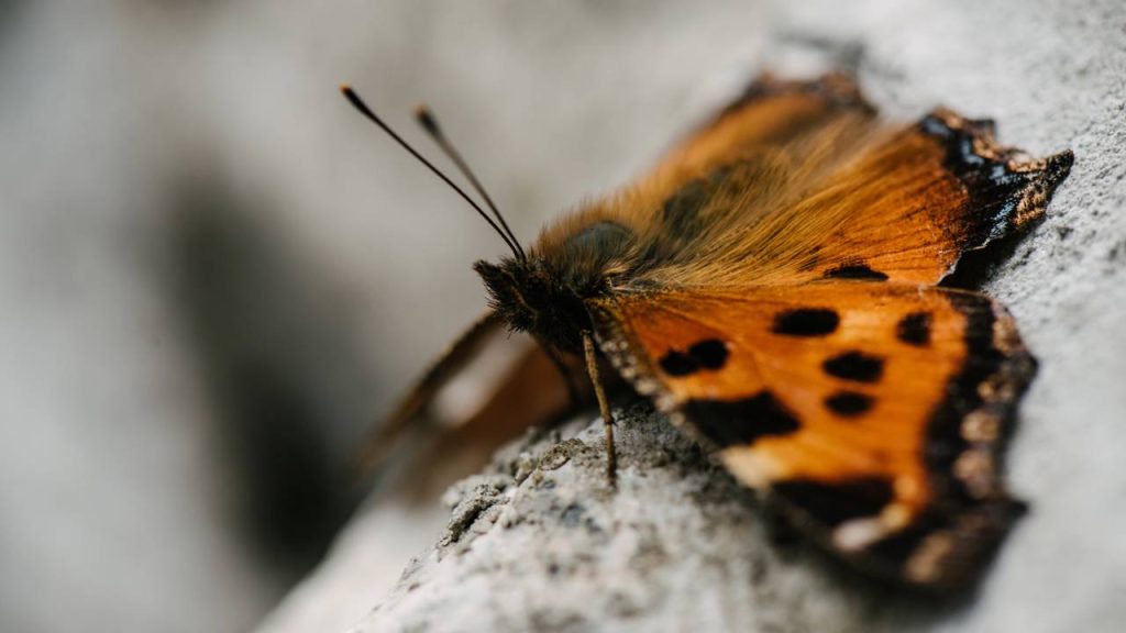 o que significa borboleta grande em casa