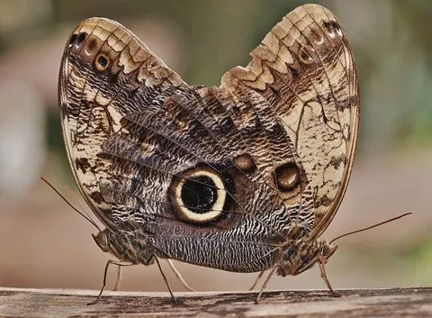 borboleta azul em casa significado