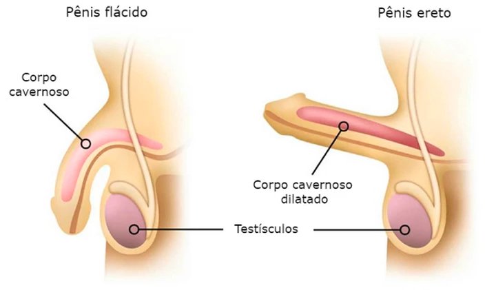 sintomas de disfunção sexual