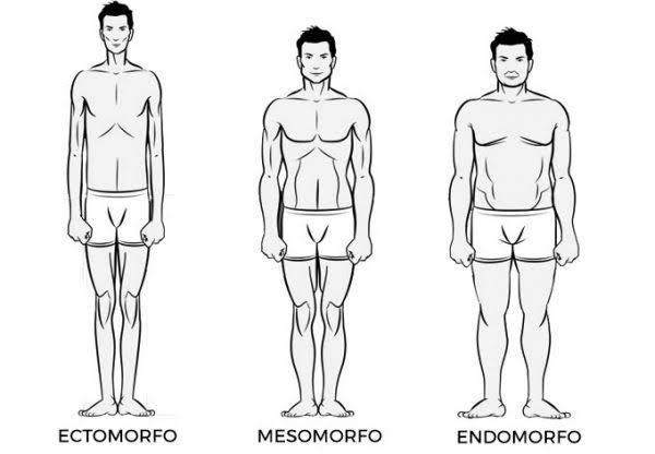 características do ectomorfo