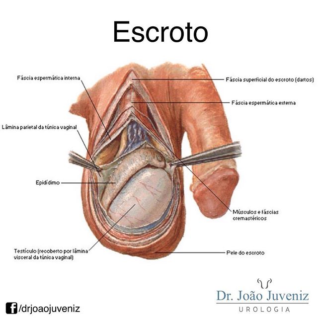 o que significa escroto