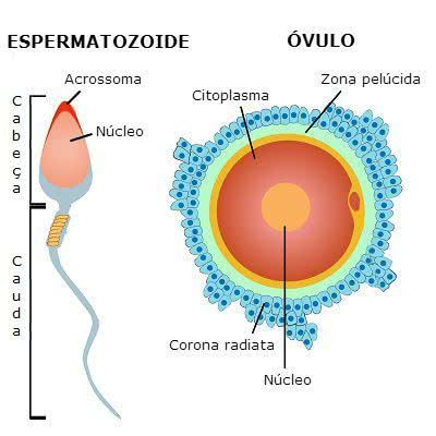 o que é fertilização