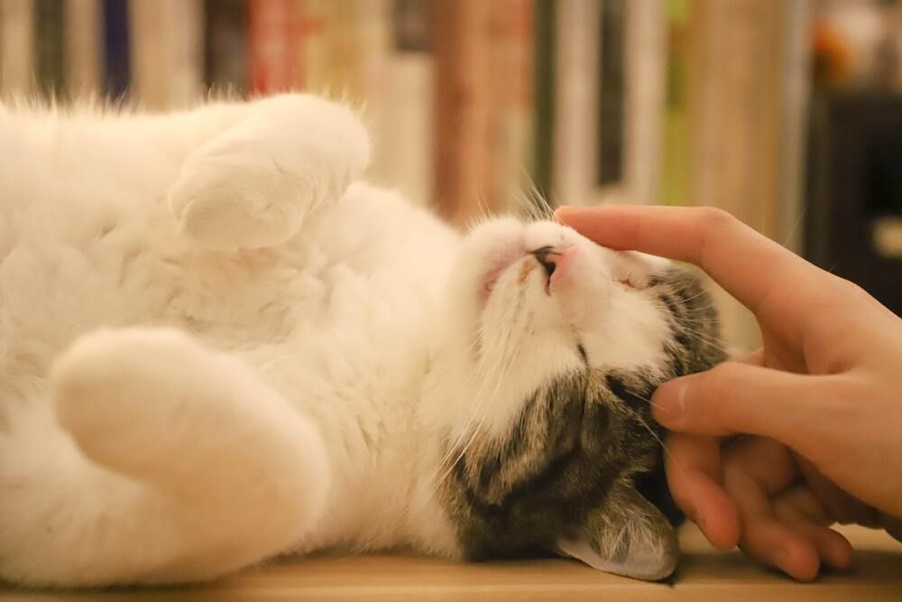 significado ronronar gato