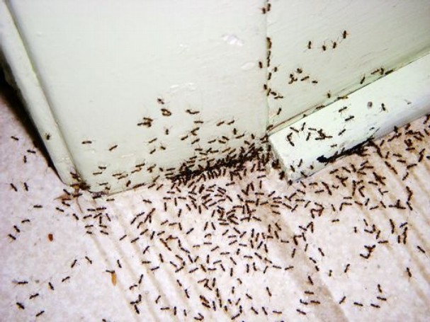 formigas em casa sinal de inveja
