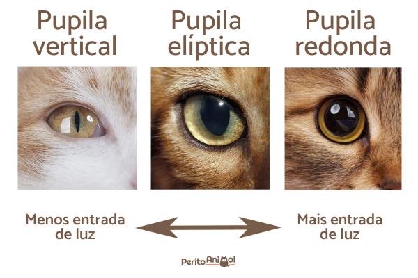 por que a pupila do meu gato está grande