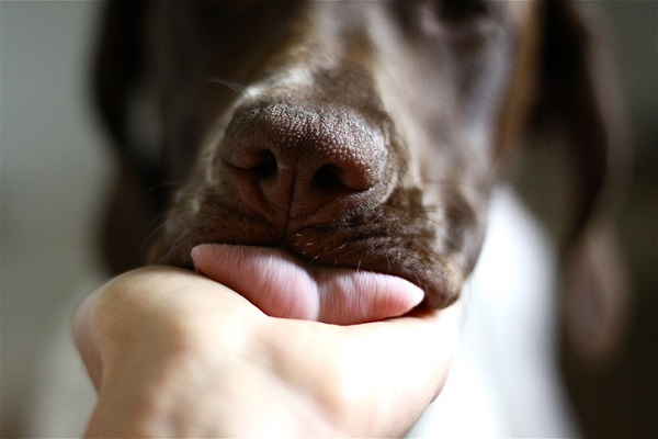 cachorro lambe para pedir atenção