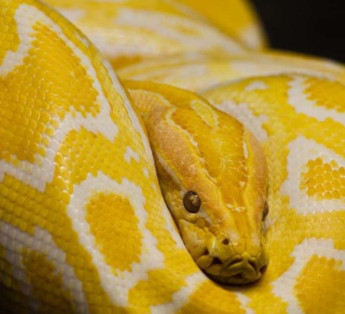 significado espiritual de sonhar com cobra amarela