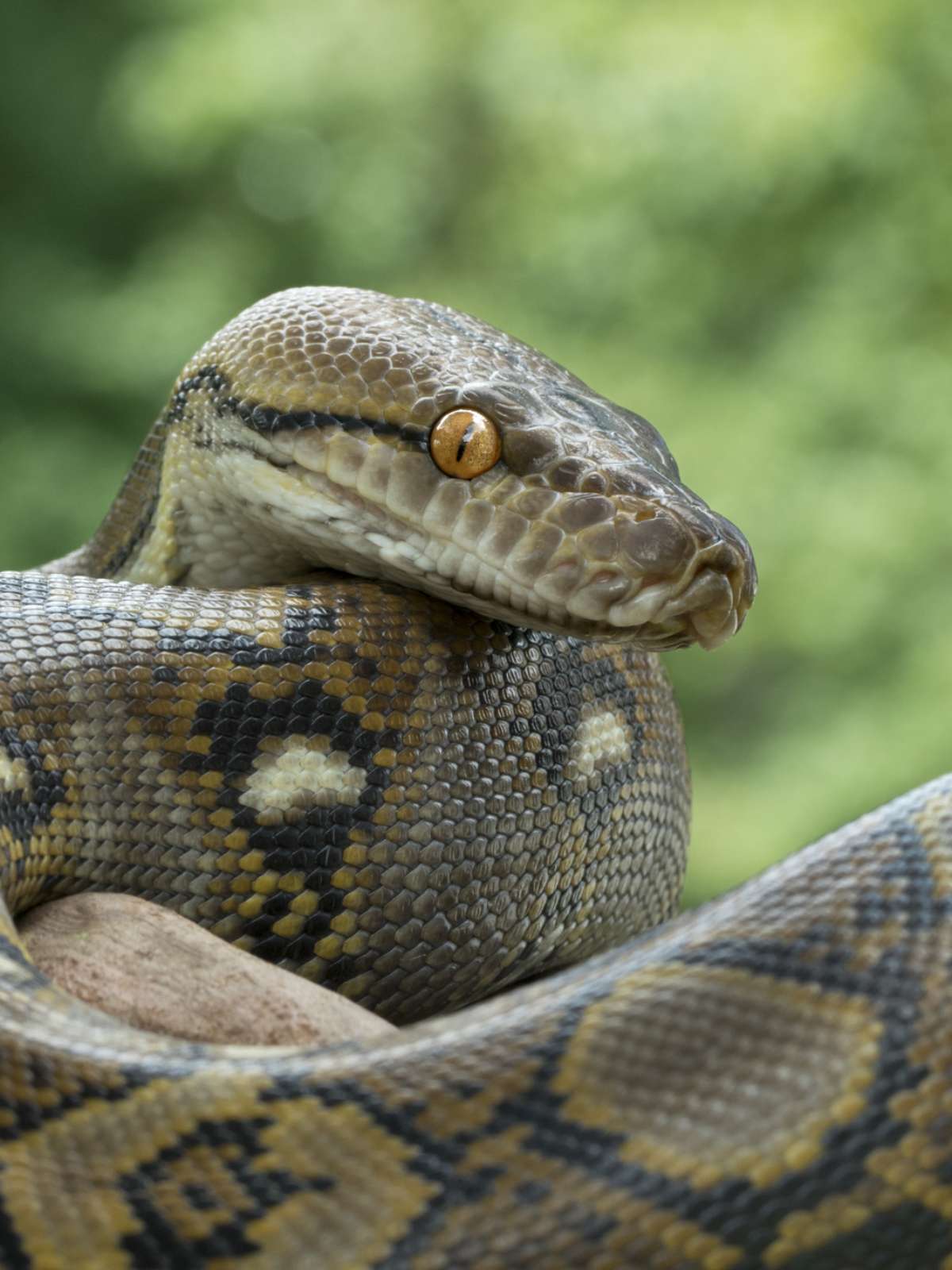 sonhar com cobra na cama
