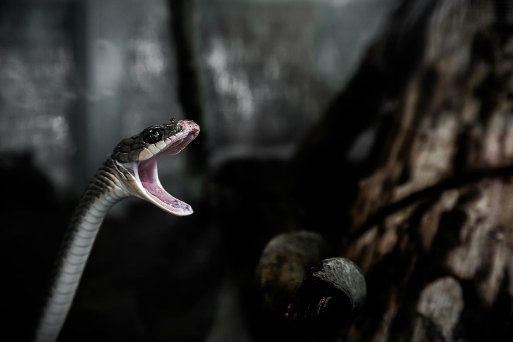 cobra voadora em sonho