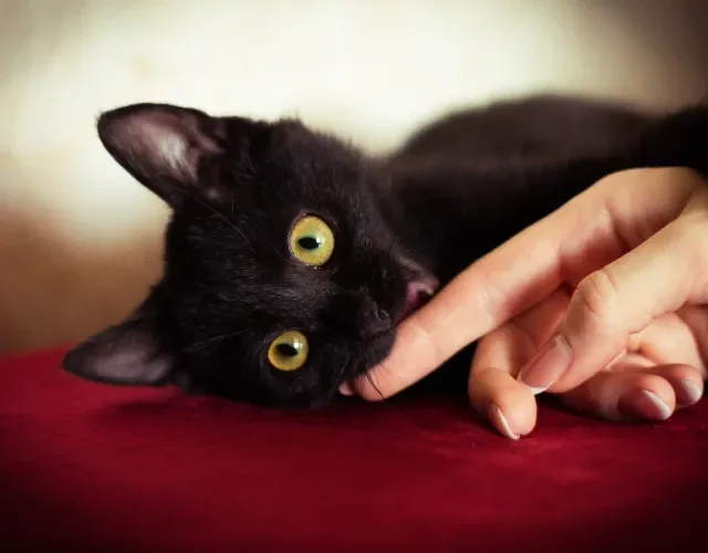 significado de sonhar com gato