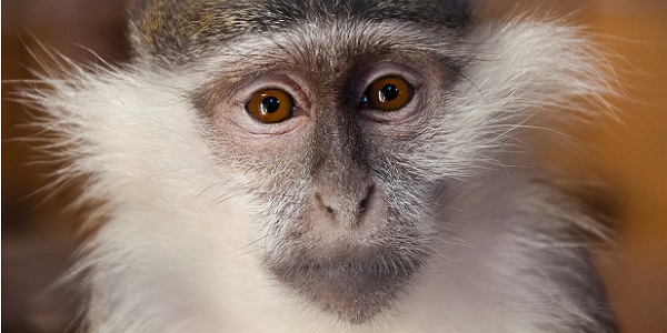 interpretação sonho macaco