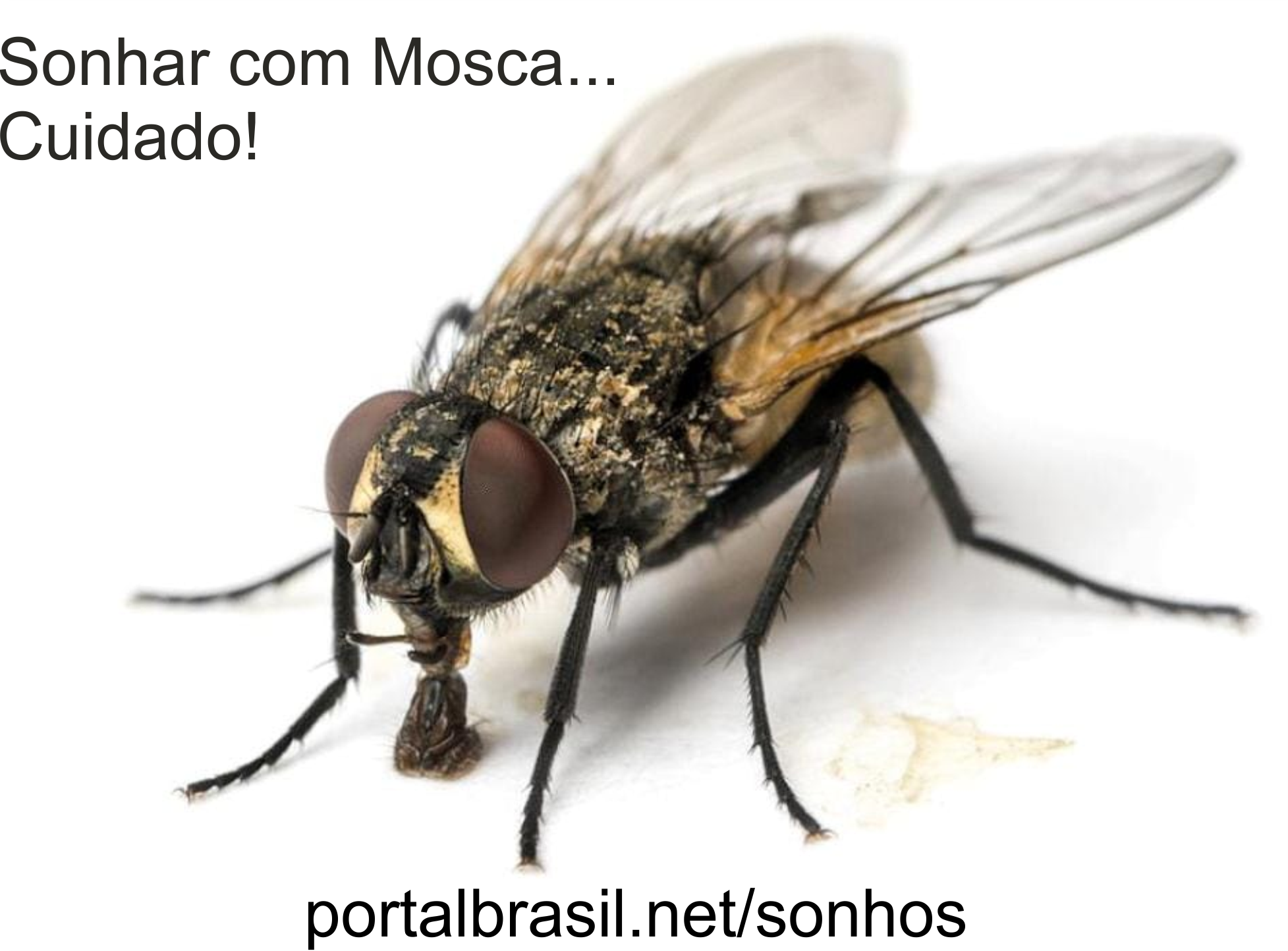 significado de sonhar com moscas