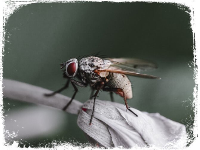 sonhar com mosca varejeira