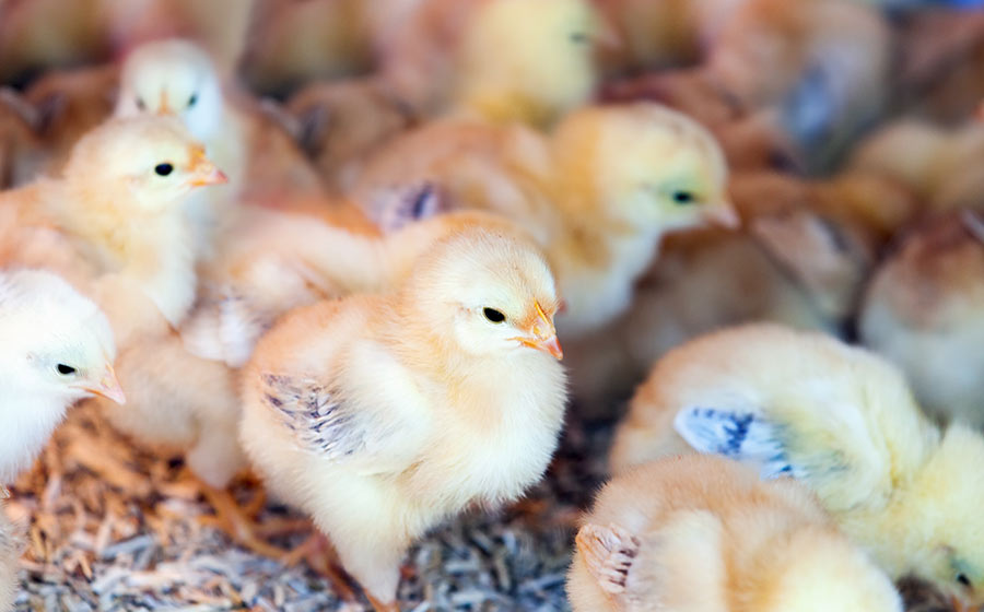 o que significa sonhar com muitos pintinhos amarelos
