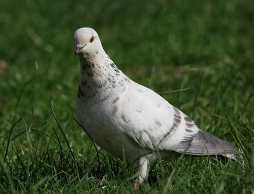 o que significa sonhar com pombo branco