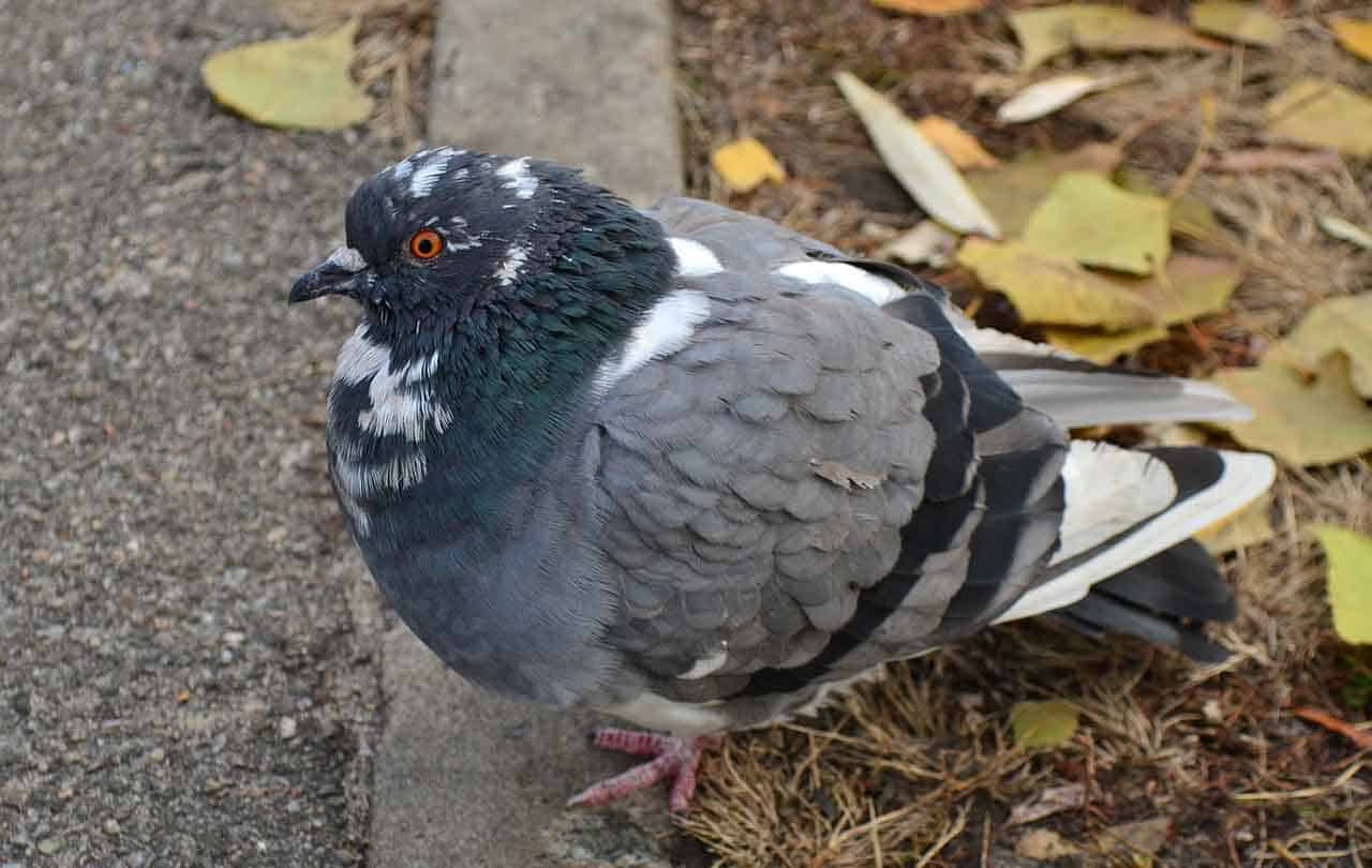 sonhar com pombo preto