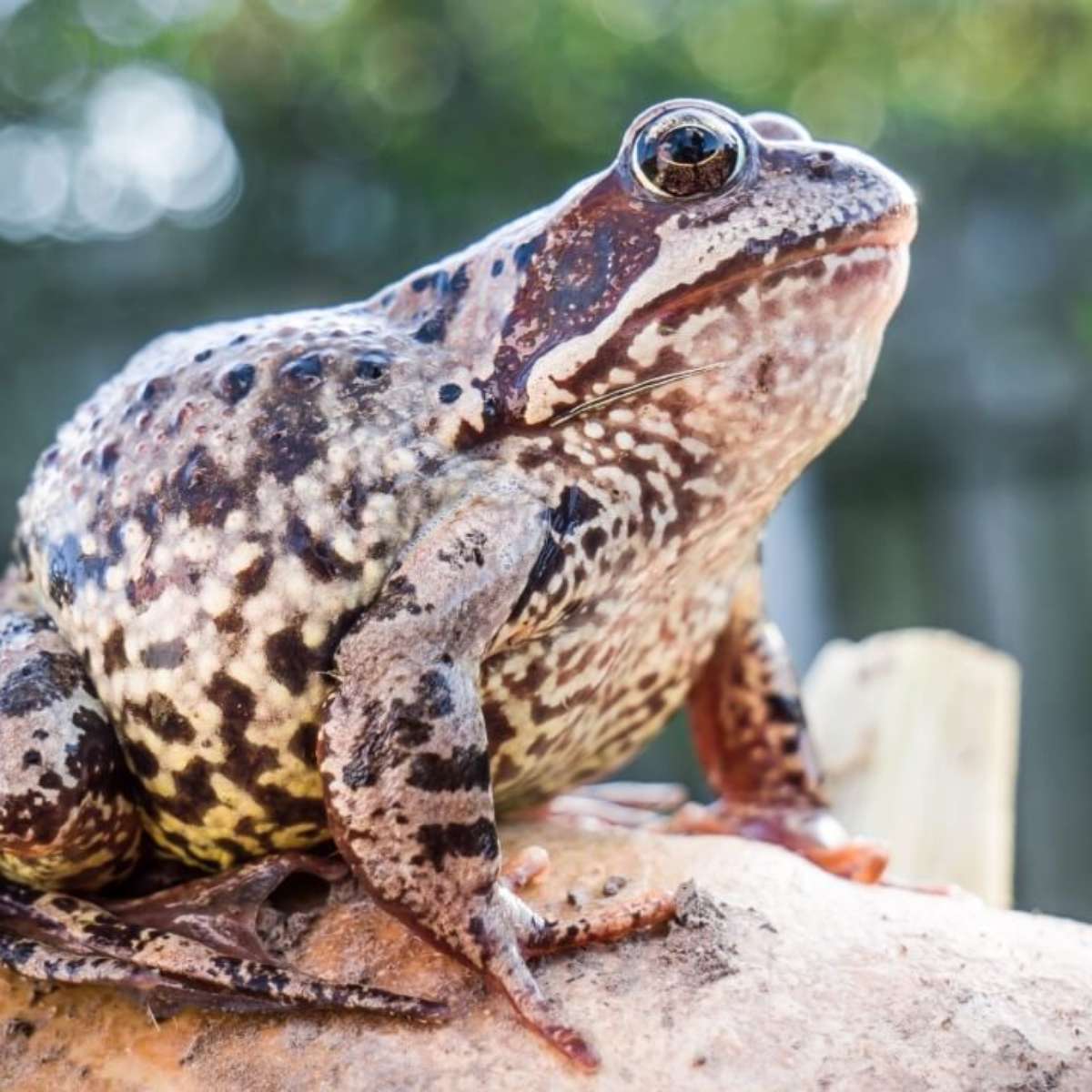 sonhar com sapo verde dentro de casa