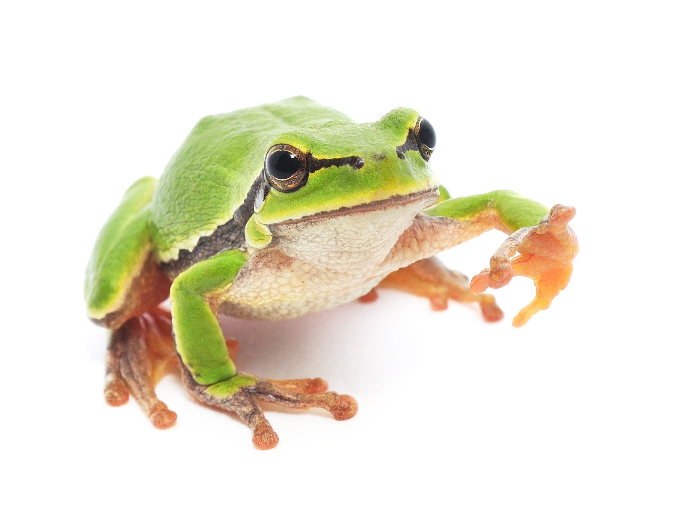 sonhar com sapo pulando dentro de casa