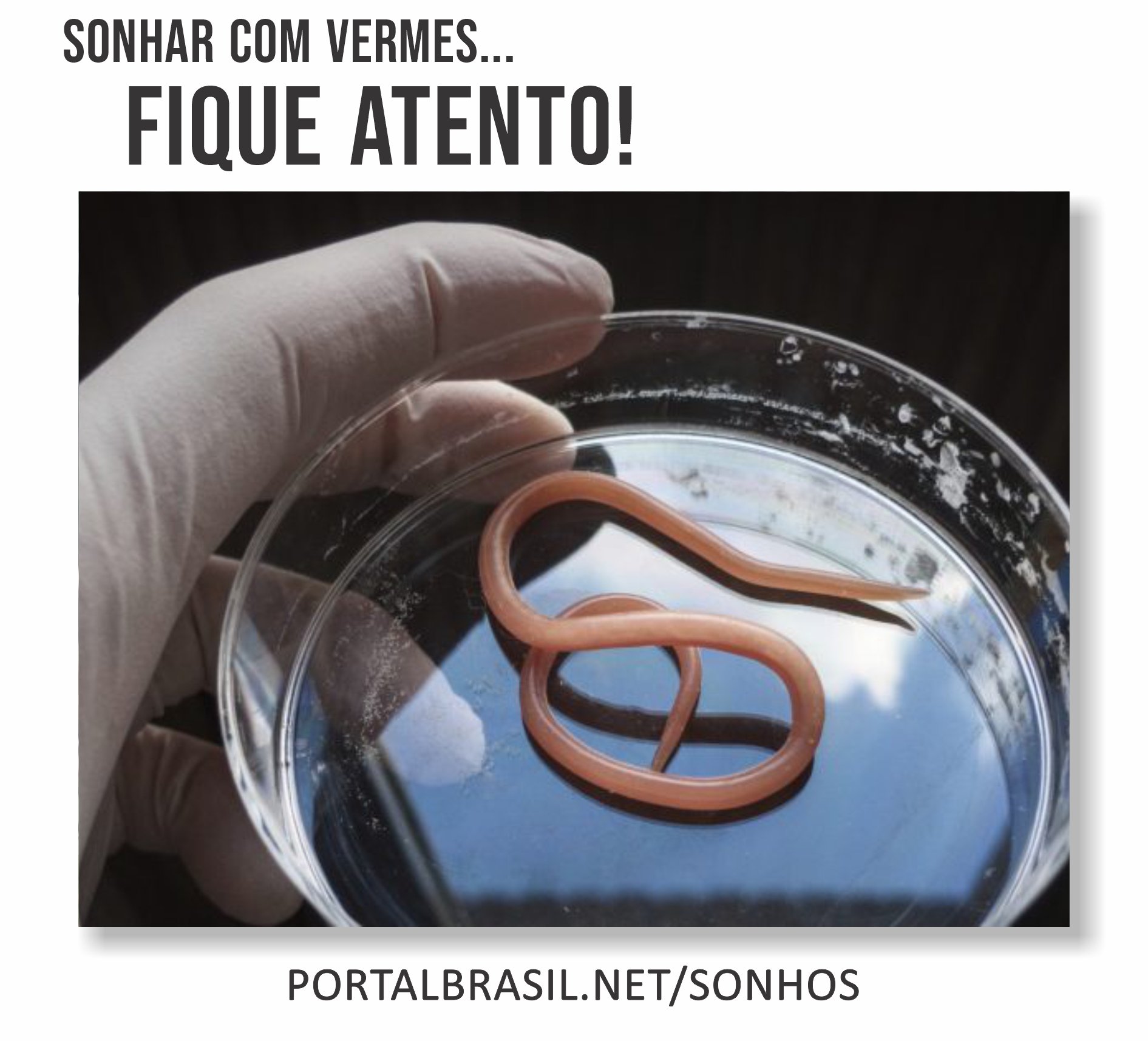 sonhar com verme preto