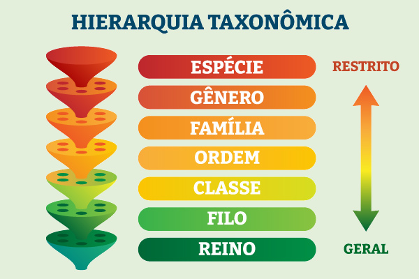 definição de taxonomia