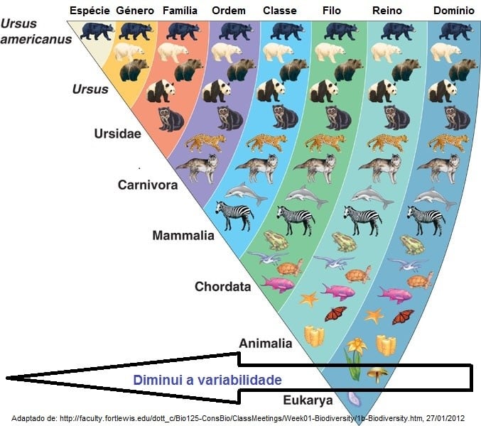 importância da taxonomia