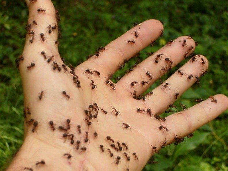 formigas em casa significado bíblico