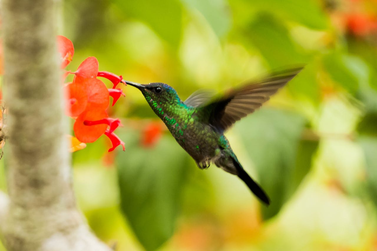 beija flor visita casa
