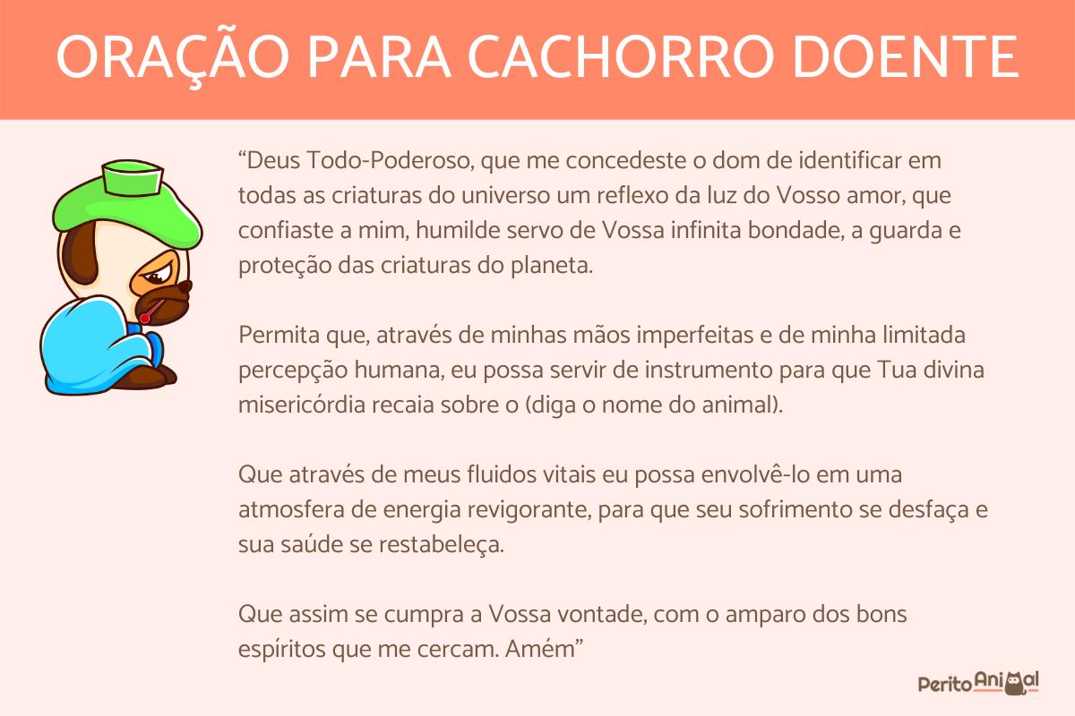 oração são francisco para gato doente