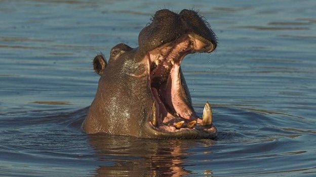 animais mais perigosos do mundo e por que