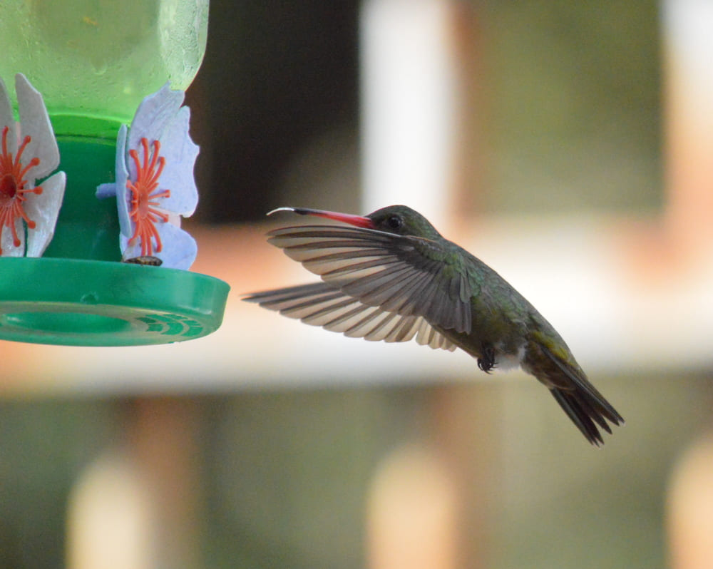 Regurgitação em aves: Quando é normal e quando se preocupar