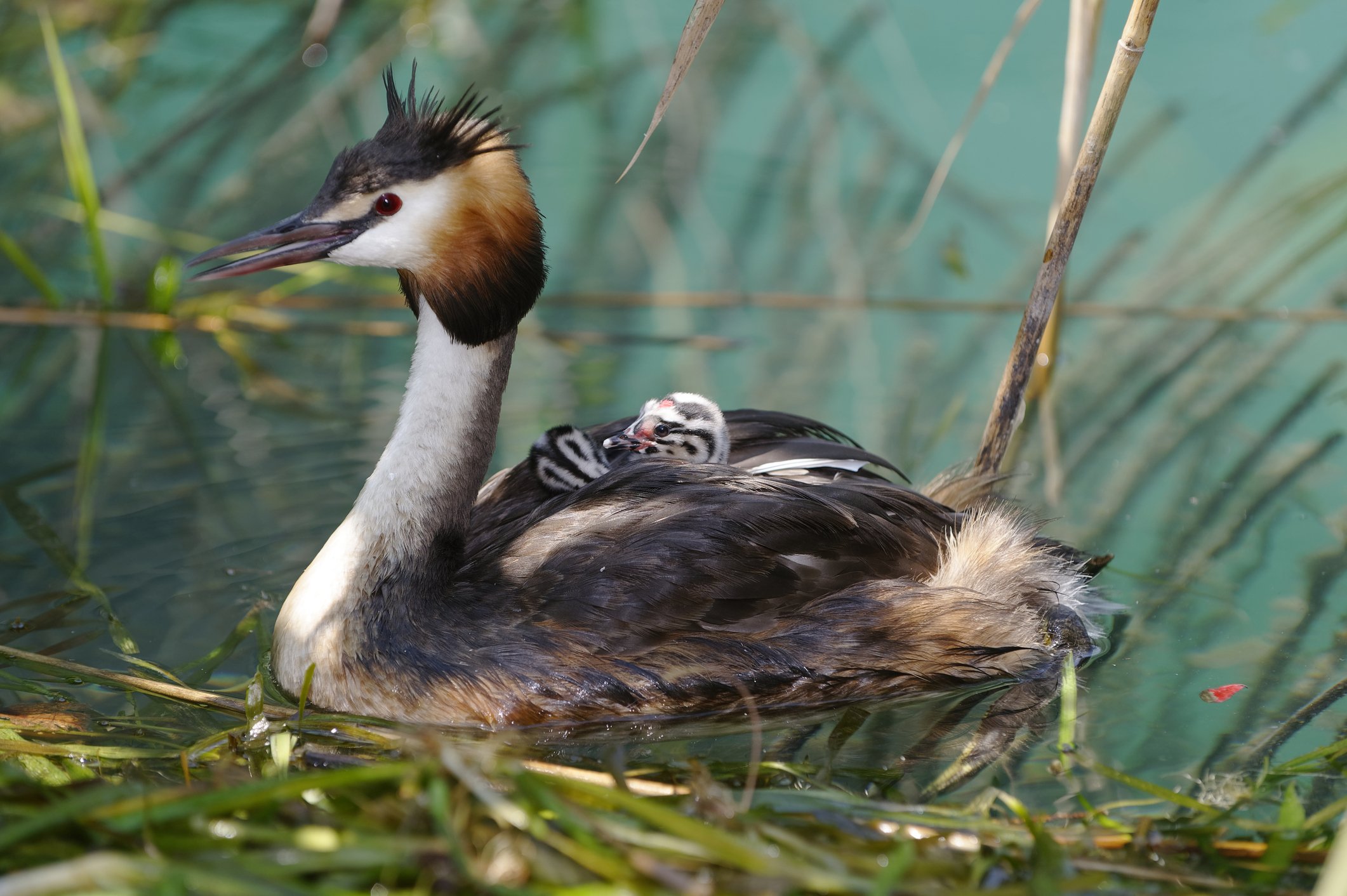Intoxicação em pássaros: O que fazer e como prevenir