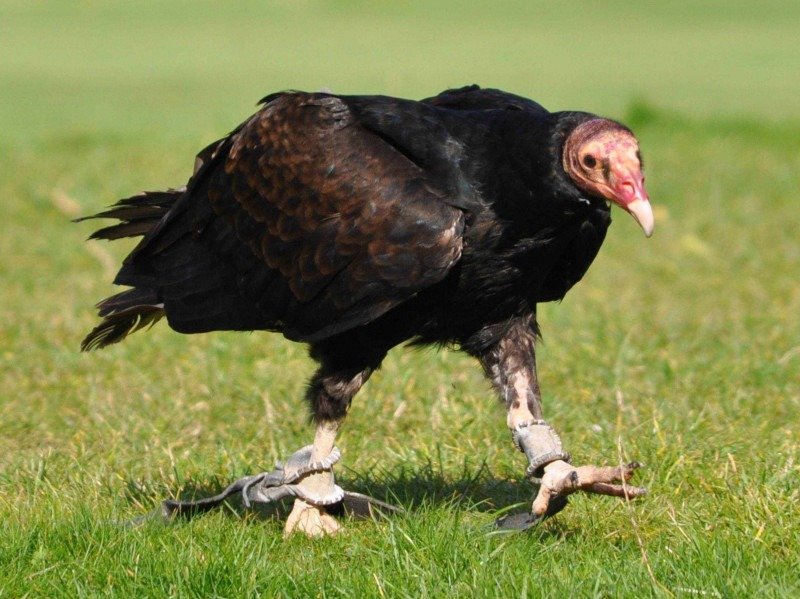 Guia de primeiros socorros para aves: O que observar em uma emergência