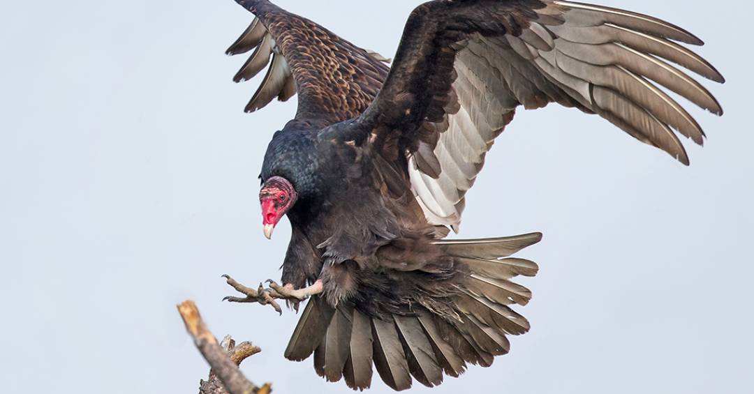 Como identificar se seu pássaro está doente: Guia completo de sintomas