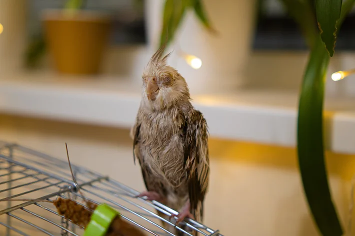 Regurgitação em aves: Quando é normal e quando se preocupar