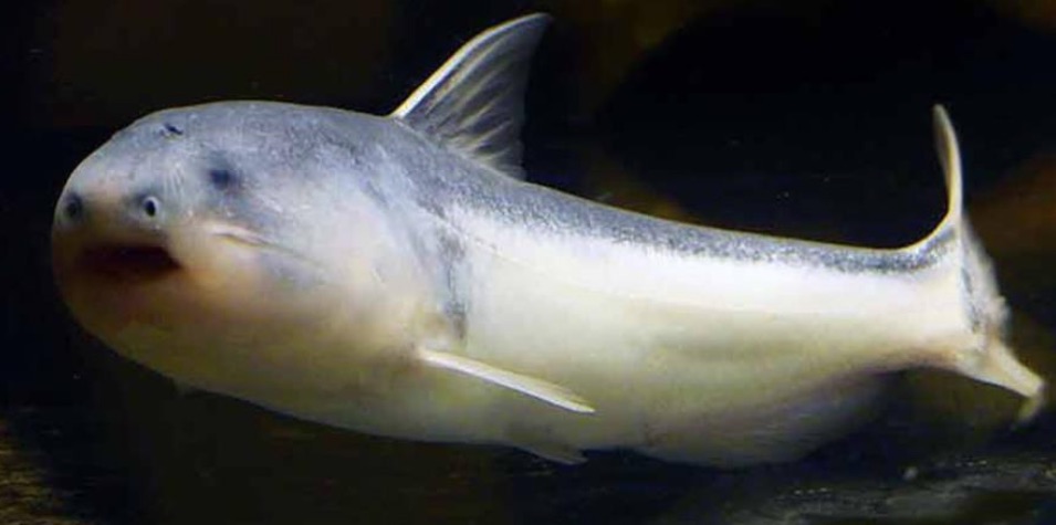 Guia Completo da Fauna Amazônica: Peixes e Outros Animais Perigosos