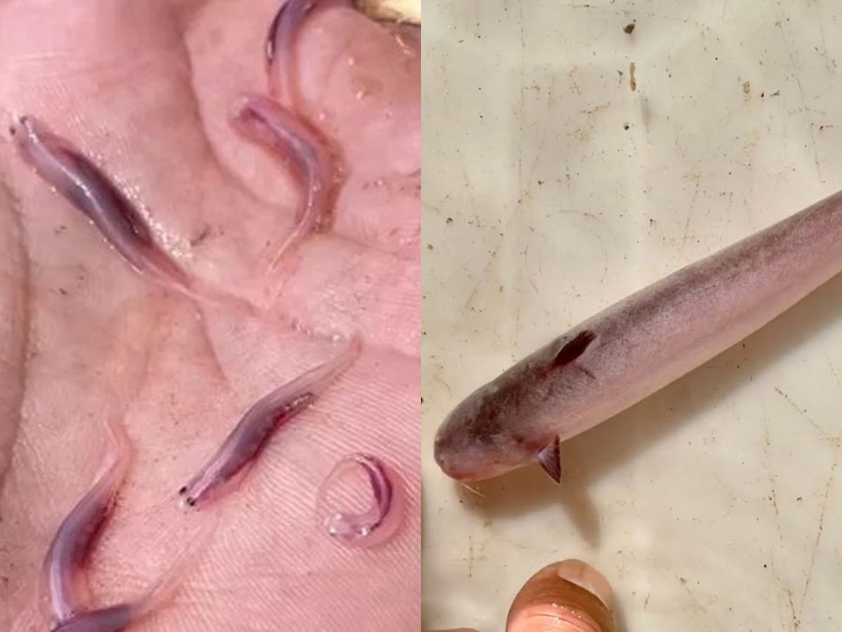 A Biologia do Candiru: Por Que Ele é Tão Temido?