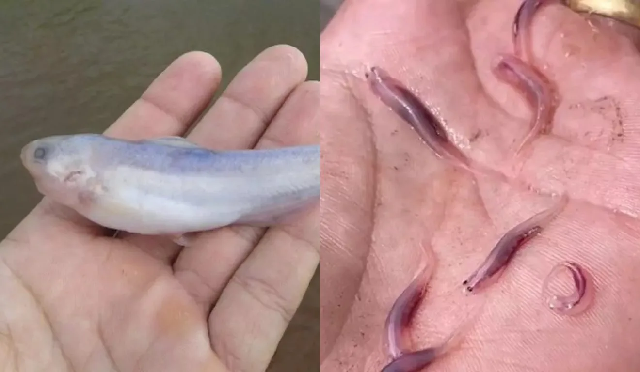 Mitos e Lendas da Amazônia: Desvendando o Peixe Candiru e Outras Criaturas