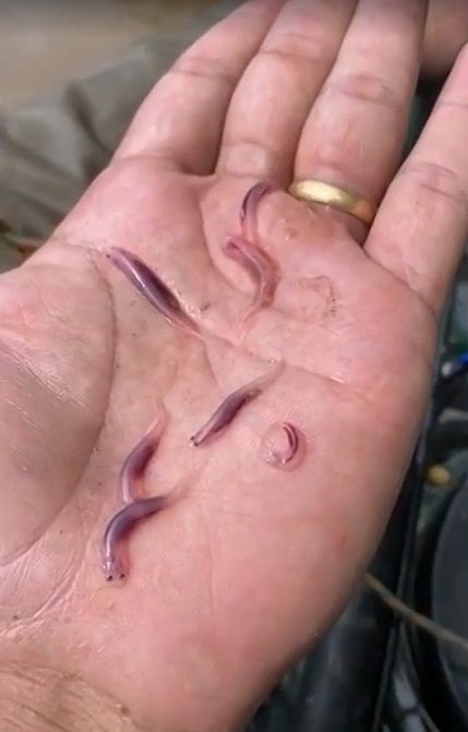 A Biologia do Candiru: Por Que Ele é Tão Temido?