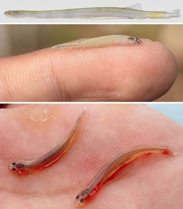 Intervenção Cirúrgica por Candiru: Relatos e Procedimentos